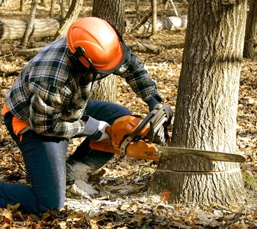 Tree Removal in Lakeview, AR